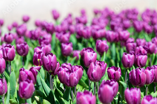 Beautiful tulips in a Dutch landscape. Photographed from different positions