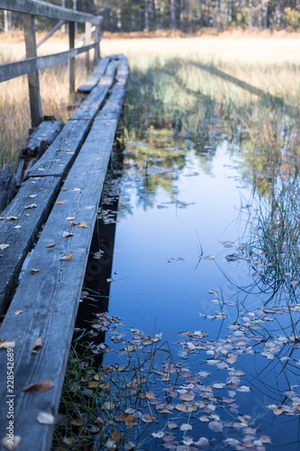 a footbridge leading out in to a forest lake 