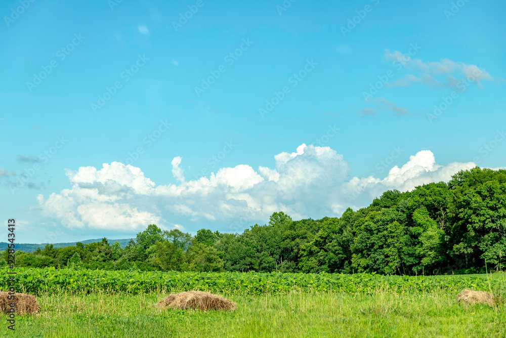 Obraz premium Fluffy Clouds & Corn Field