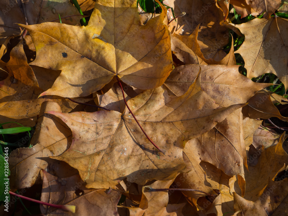 Dry, brown maple leaves lie on the sunlit lawn Dry, brown maple leaves lie on the sunlit lawn