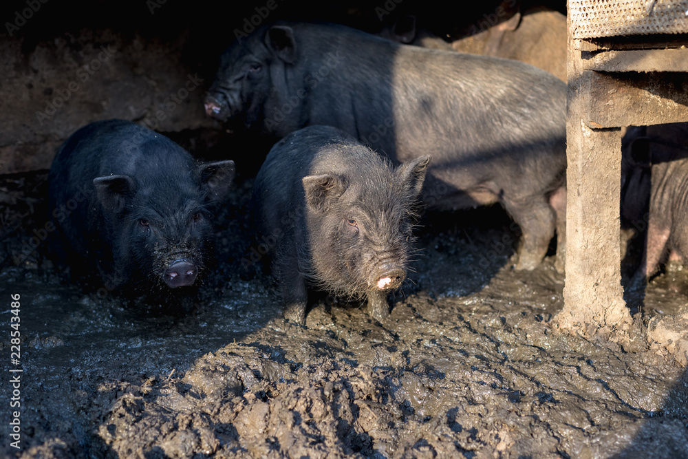 Small Vietnamese pigs on the farm. Small Vietnamese pigs on the farm.