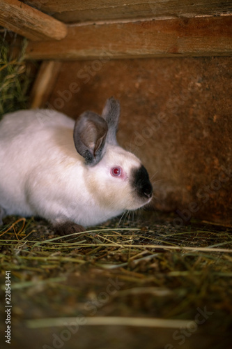 Rabbit in the cage. Breeding of domestic animals.