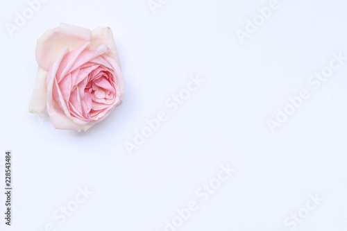 Styled desktop scene with fresh pink roses copy space on white background. Flat lay  top view. Romance and love card concept. Empty space for your text