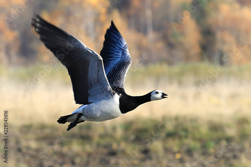 barnacle goose flies