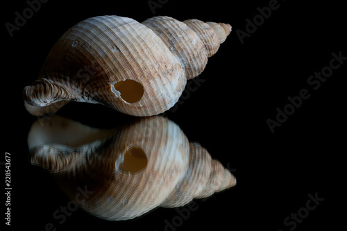 high contrast and reflection of a shell in a black background with space for text