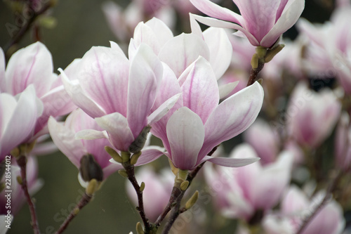 Magnolie am Baum