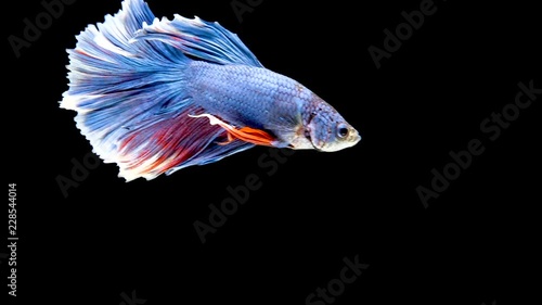 Slow motion video of colorful Thai fighting fish / betta fish swimming in the water on black background