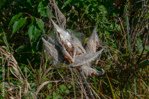 Dry Milkweed Seed Pods Feeding Large Milkweed Bugs