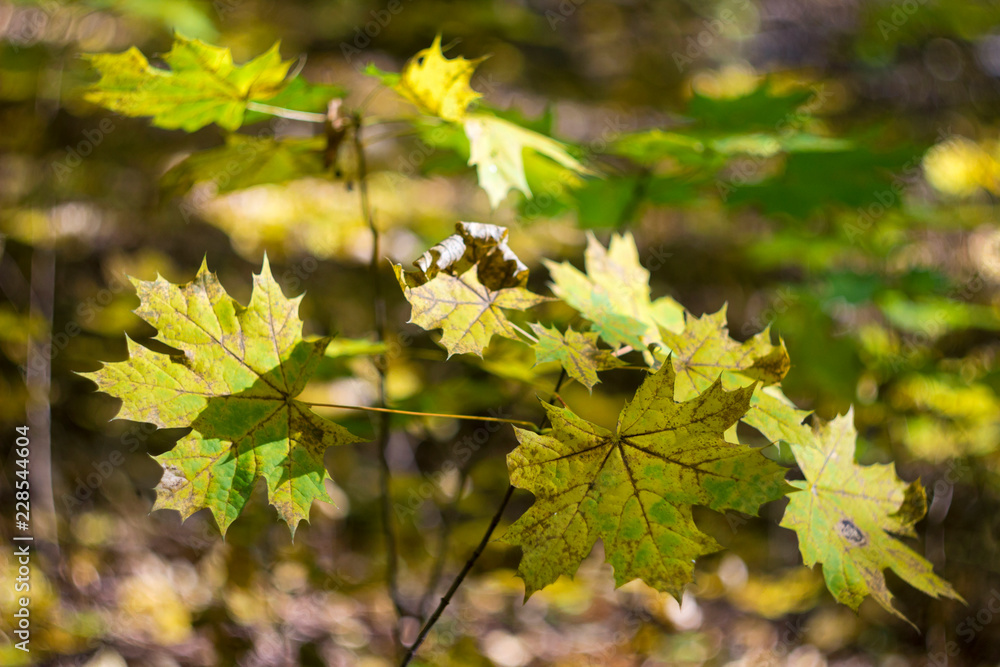 Yellow maple leaves in autumn on a Sunny day, season, background Yellow maple leaves in autumn on a Sunny day, season, background