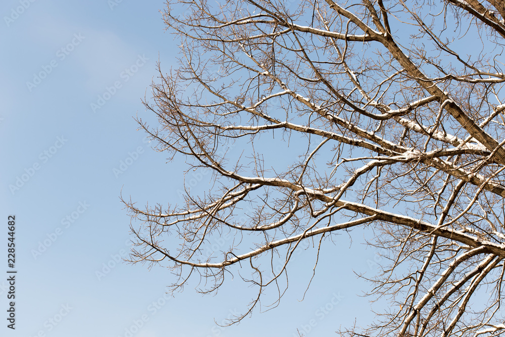 Obraz premium winter tree