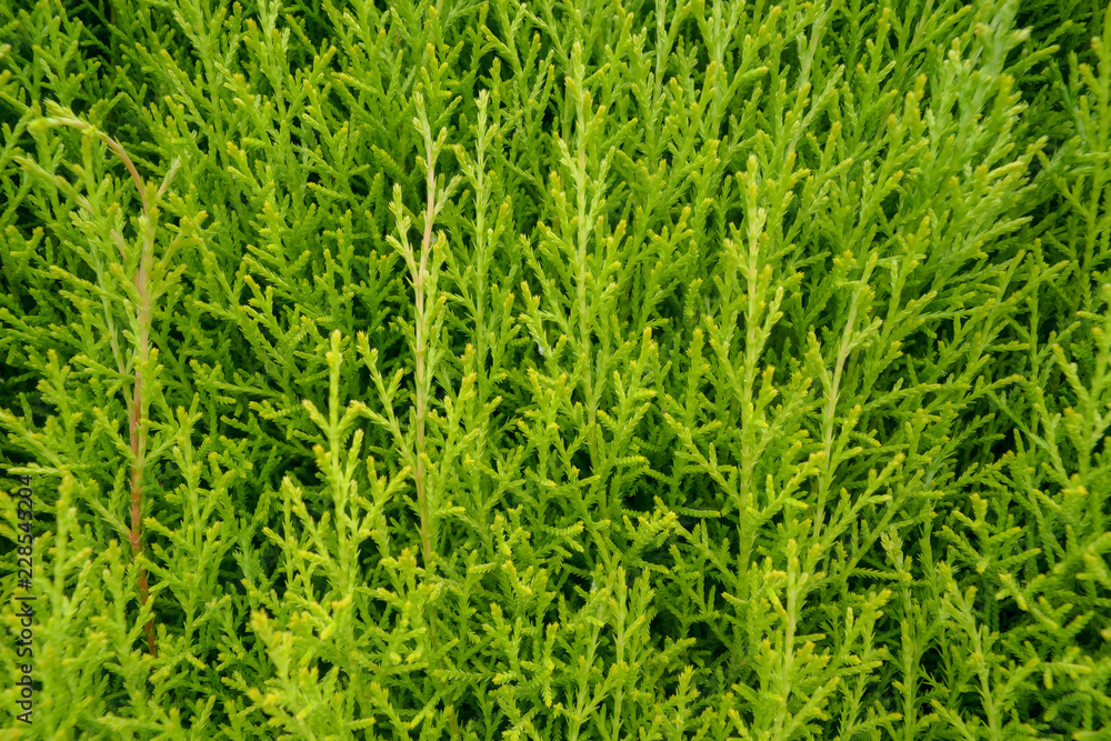 Evergreen tree shrubs Evergreen tree shrubs