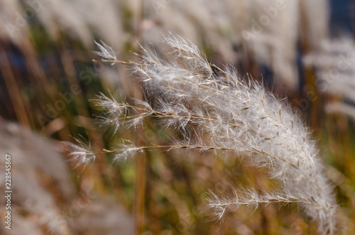 Macro view of a white reed dancing in the wind during the fall