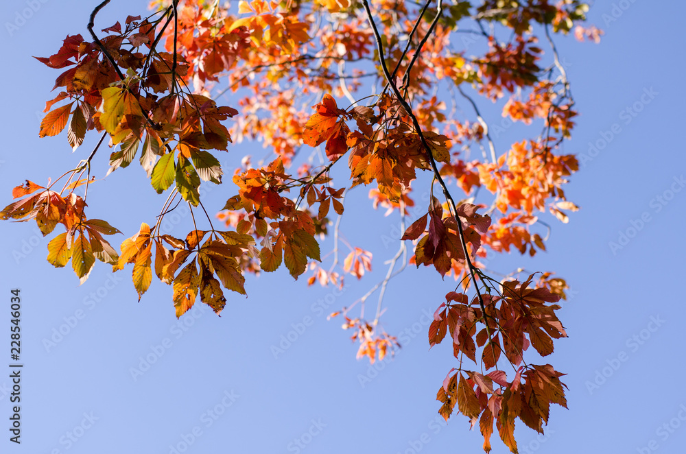 artistic view of red fall foliage leaves against a blue sky artistic view of red fall foliage leaves against a blue sky