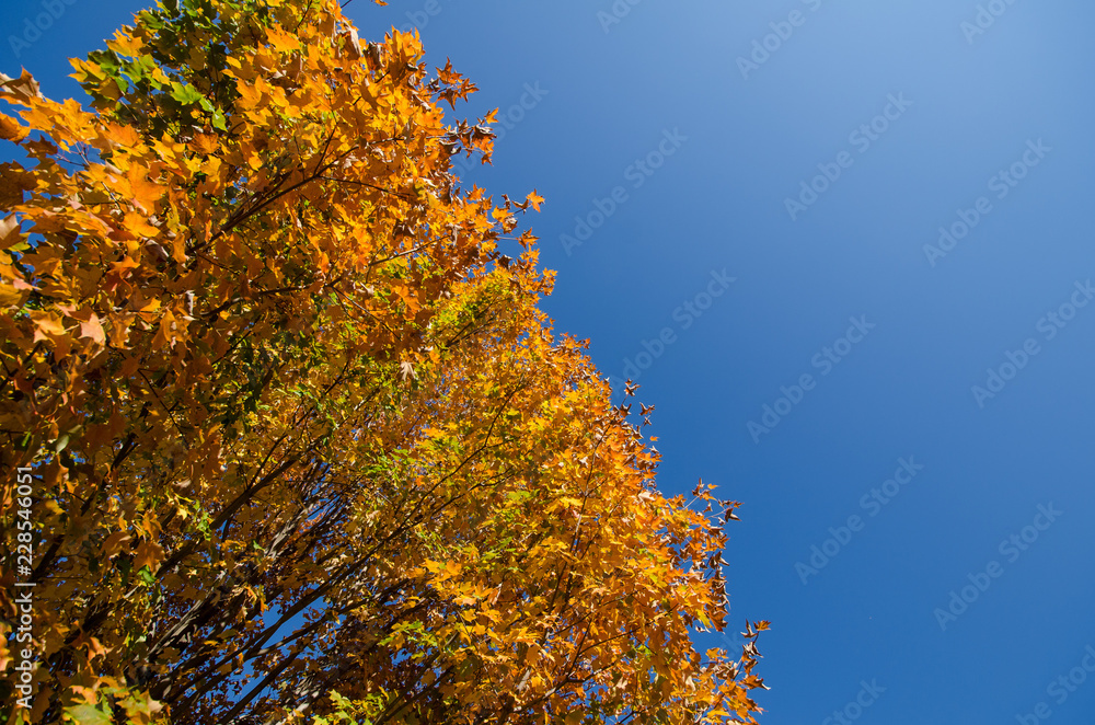 Beautiful orange fall maple leaves on a tree, left aligned for copy space. Blue sunny sky in autumn Beautiful orange fall maple leaves on a tree, left aligned for copy space. Blue sunny sky in autumn