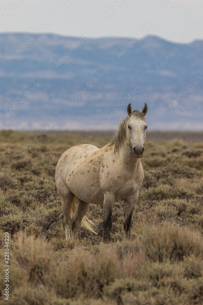 Obraz premium Wild Horse in the Colorado Desert in Summer