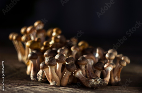 Tableau sur toile A lot of fresh and cut honey agaric (armillaria) on wooden background, autumn ed