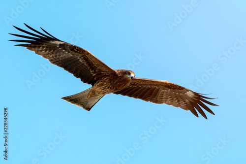 Adult red eagle fly on blue sky background with clipping path  Japanese eagle at Enoshima during summer season with light flare