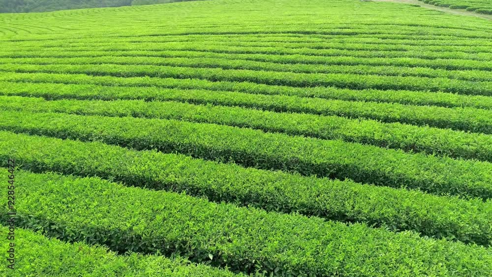 Aerial video of green tea plantation is locate nearby the hillside in Sri-Lanka . Aerial video from drone. Aerial video of green tea plantation is locate nearby the hillside in Sri-Lanka . Aerial video from drone.