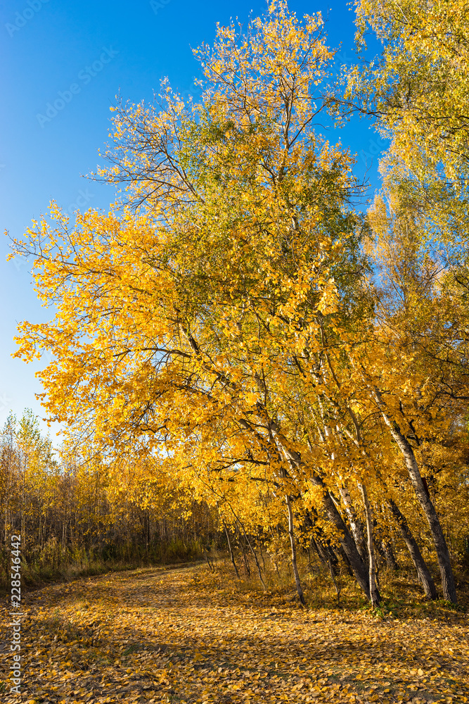 Fototapeta premium Russian nature autumn landscape with trees with yellow leaves in the sun Indian summer