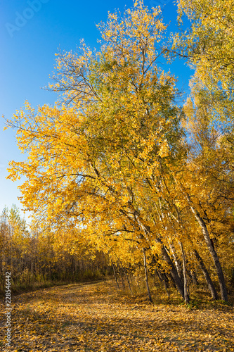 Russian nature autumn landscape with trees with yellow leaves in the sun Indian summer