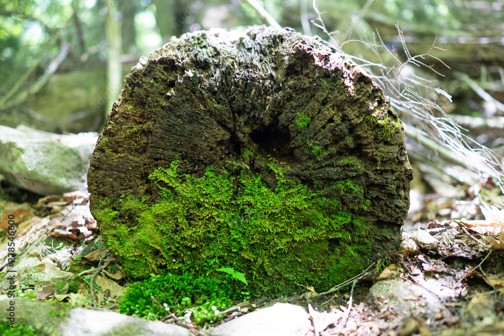 Fototapeta premium mossy log