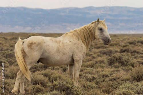 Wild Horse in the Colorado Desert in Summer