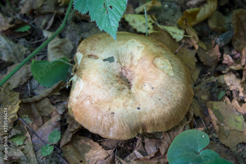 Paxillus mushrooms,non-edible fungus Paxillus grows in the woods