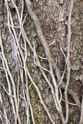 Old tree texture/backround © johzio