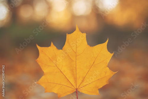 Autumn background with maple leaf