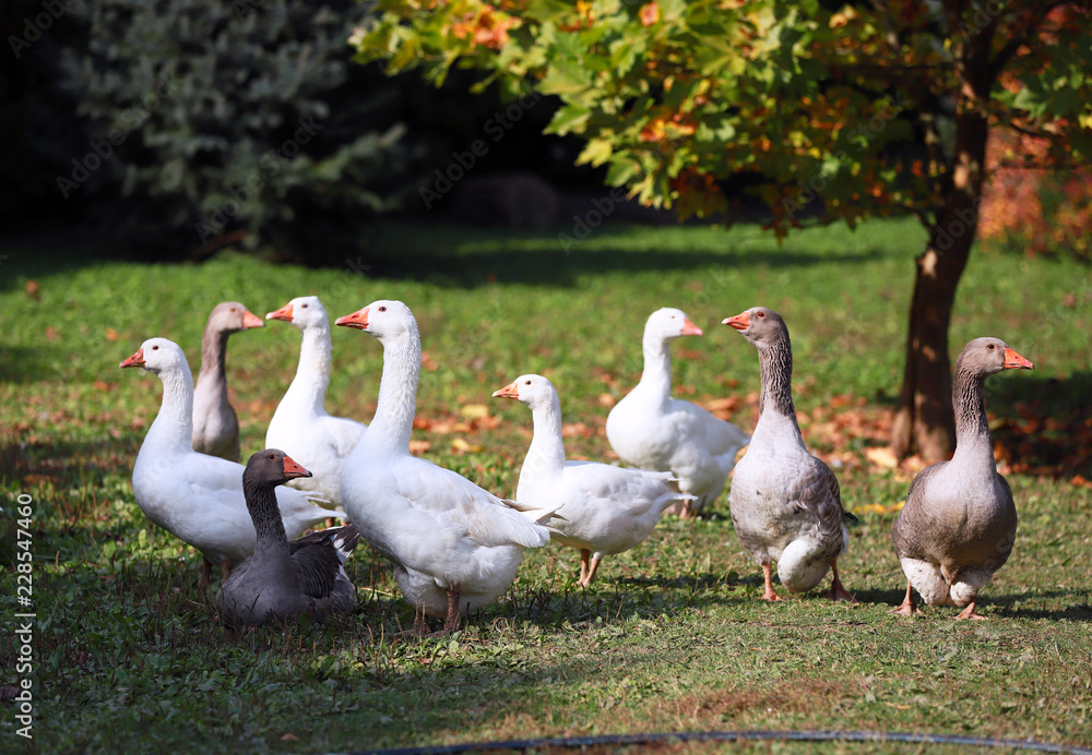 Goose and ducks live peacefully in the poultry farm rural scene Goose and ducks live peacefully in the poultry farm rural scene