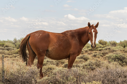 Wild Horse in the Colorado Desert in Summer © natureguy