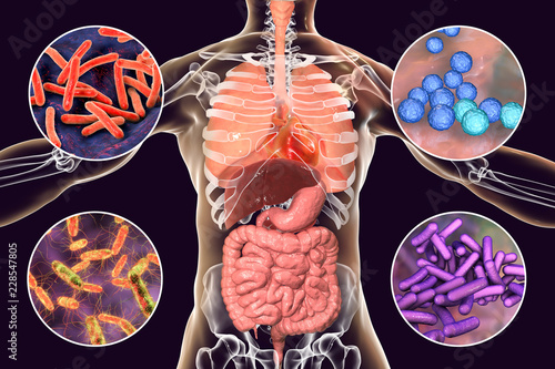 Human pathogenic microbes, bacteria causing respiratory and enteric infections, infective endocarditis, 3D illustration. Mycobacterium tuberculosis, Enterococcus faecalis, Salmonella, Shigella photo