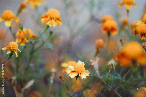 Autumn marigold background   © 2207918