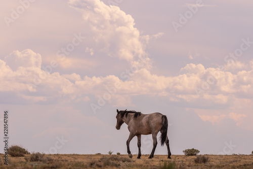 Wild Horse in the Colorado Desert in Summer © natureguy