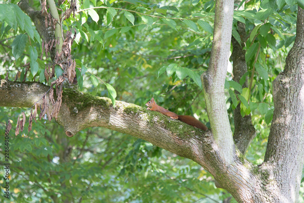 squirrel on the tree