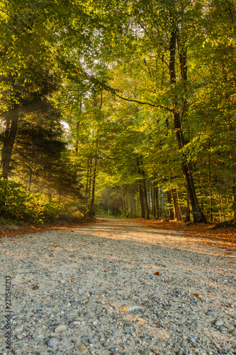 Weg im Herbtswald mit Sonne und Nebel