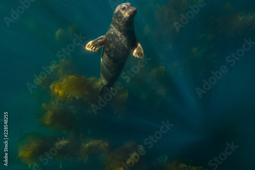 Harbor seal off the coast of Anacapa Island, Channel Islands National Park.