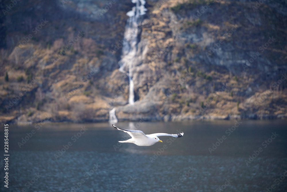 Flying seagull in the sky Flying seagull in the sky