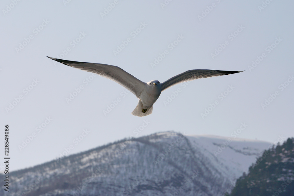 Flying seagull in the sky