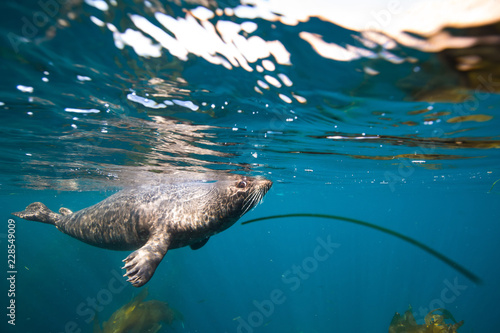 Canvas Print Harbor seal off the coast of Anacapa Island, Channel Islands National Park
