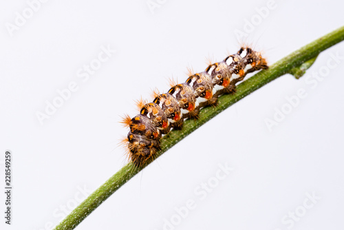 Big colorful caterpillar with white and orange color perched on green stem