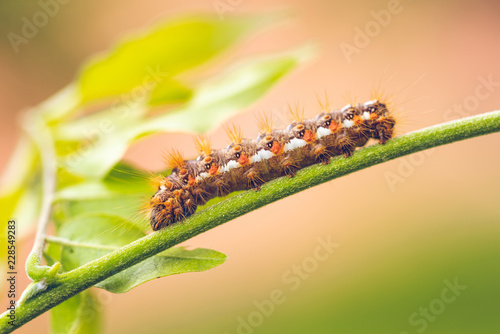 Big colorful caterpillar on green stem of plant with several leafs in background