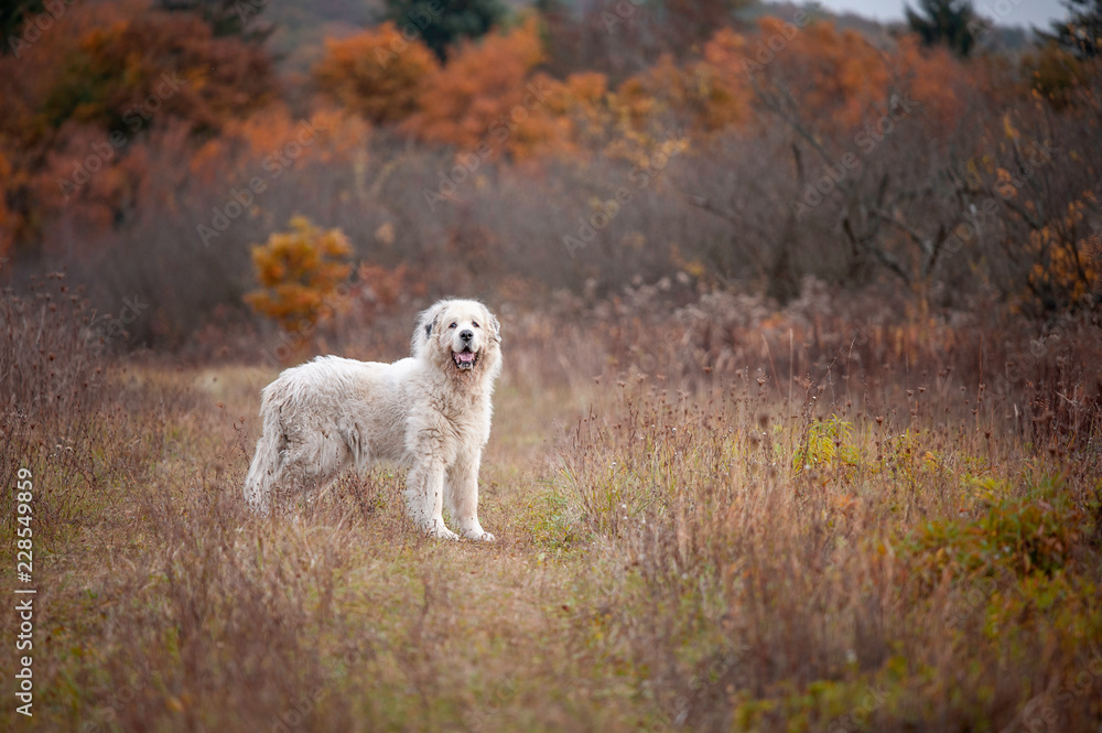 Fototapeta premium Great Pyrenees dog in the autumn medow