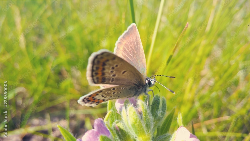 Obraz premium Butterfly