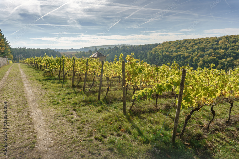 Obraz premium vineyard on a sunny day