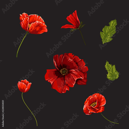 Set with poppies flowers. Vector botanical illustration.