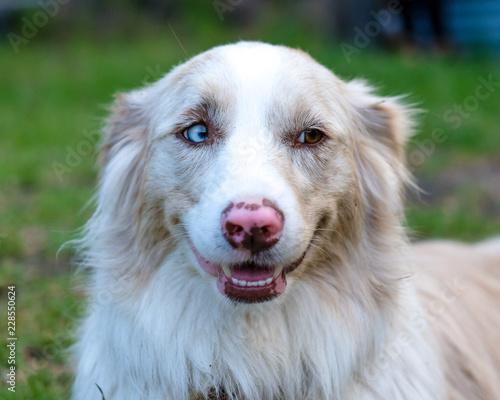 Bild auf Leinwand Cachorro com diferente corer nos olhos