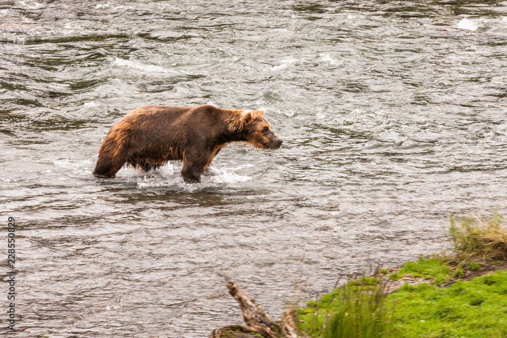 brown bear in the water brown bear in the water
