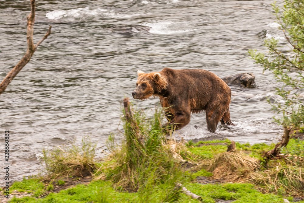 Grizzly bear in Alaska Katmai National Park hunts salmons (Ursus arctos horribilis) Grizzly bear in Alaska Katmai National Park hunts salmons (Ursus arctos horribilis)