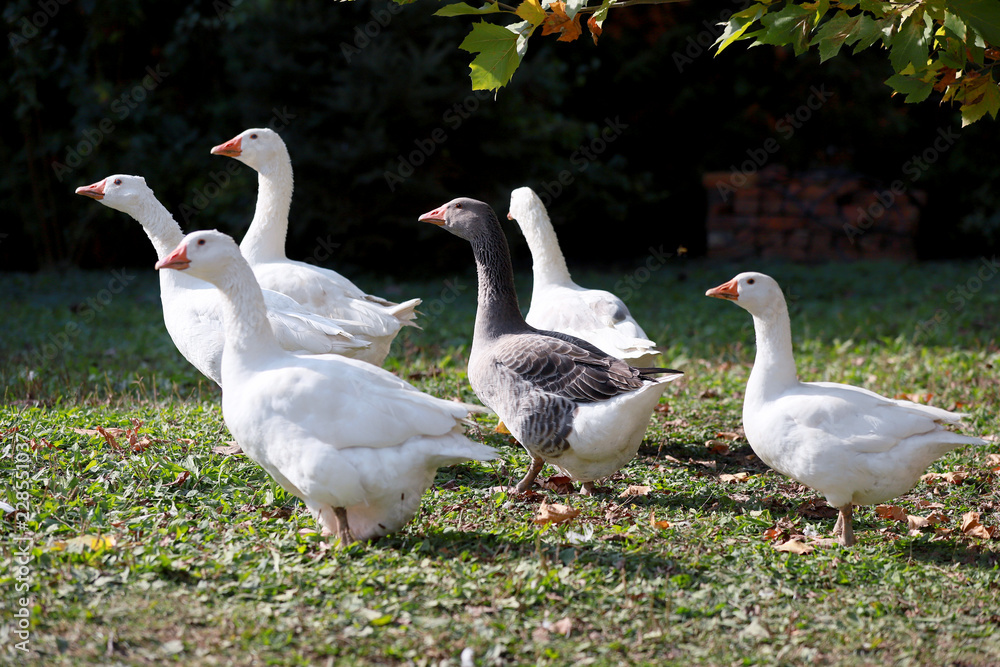 Goose and ducks live peacefully in the poultry farm rural scene Goose and ducks live peacefully in the poultry farm rural scene